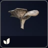 3x Mushroom