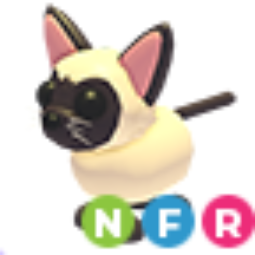Siamese cat NFR
