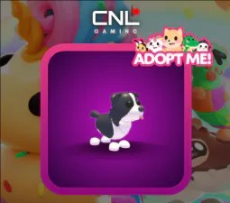 Me Border Collie FR