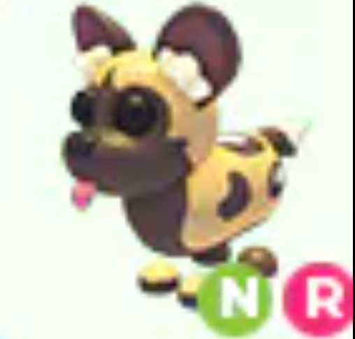 African Wild Dog NR