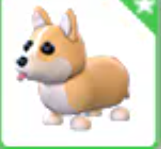 Corgi