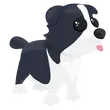 N Border Collie / Adopt Me