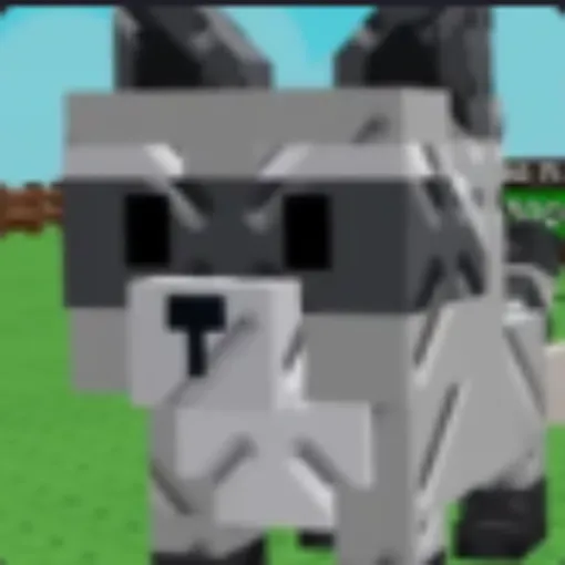 Raccoon
