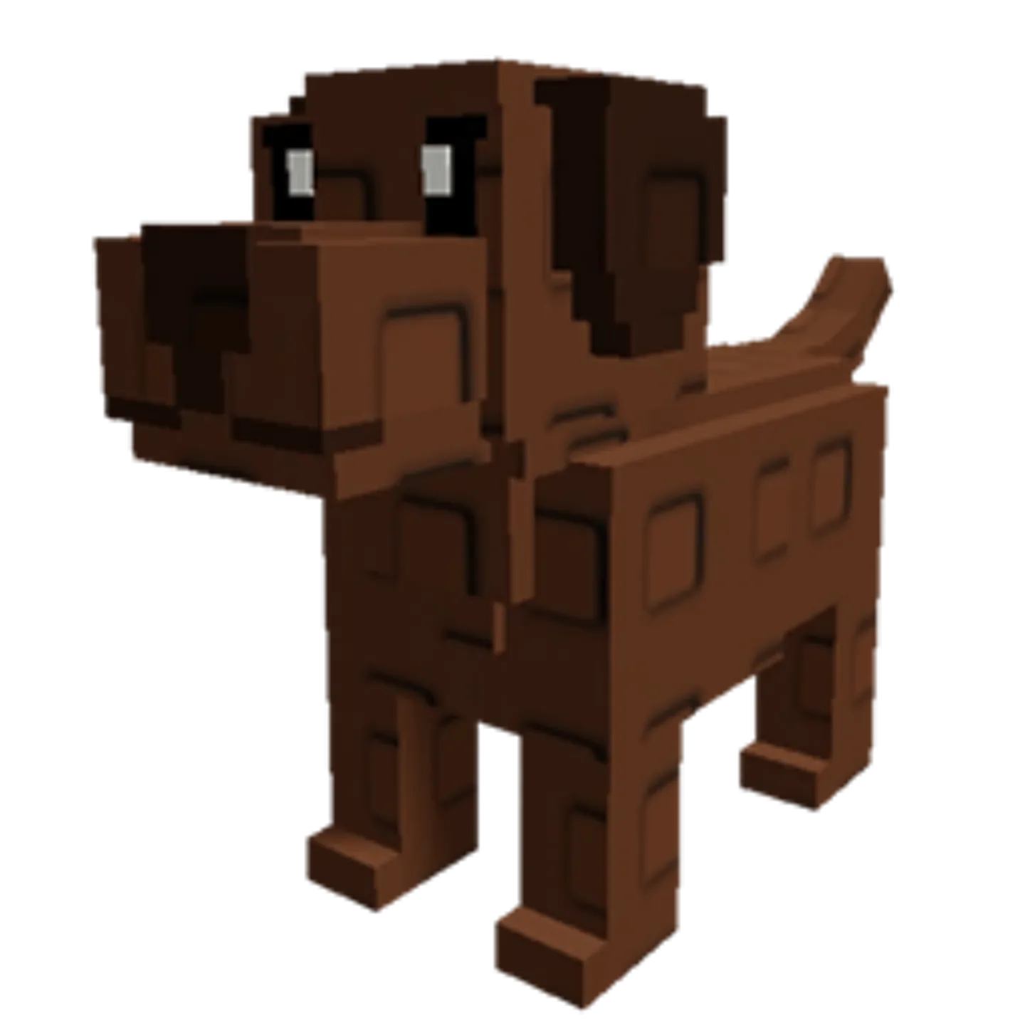 Chocolate Lab