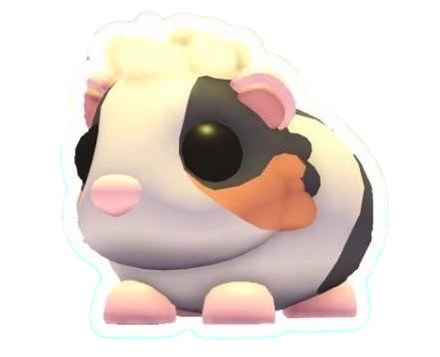 ⭐ FR Tortoiseshell Guinea Pig ⭐