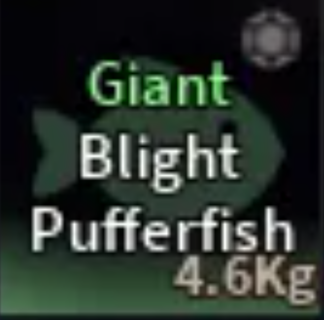 Giant Blight Pufferfish | Fast Delivery