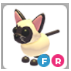 FR SIAMESE – Adopt Me - FAST DELIVERY & TRUSTED