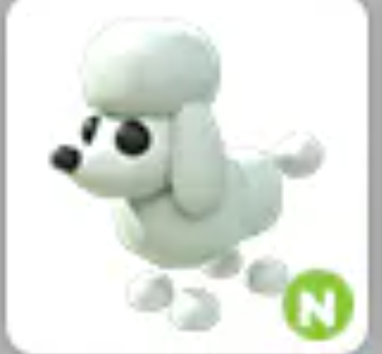💗 Poodle | N | Fast Delivery 💗