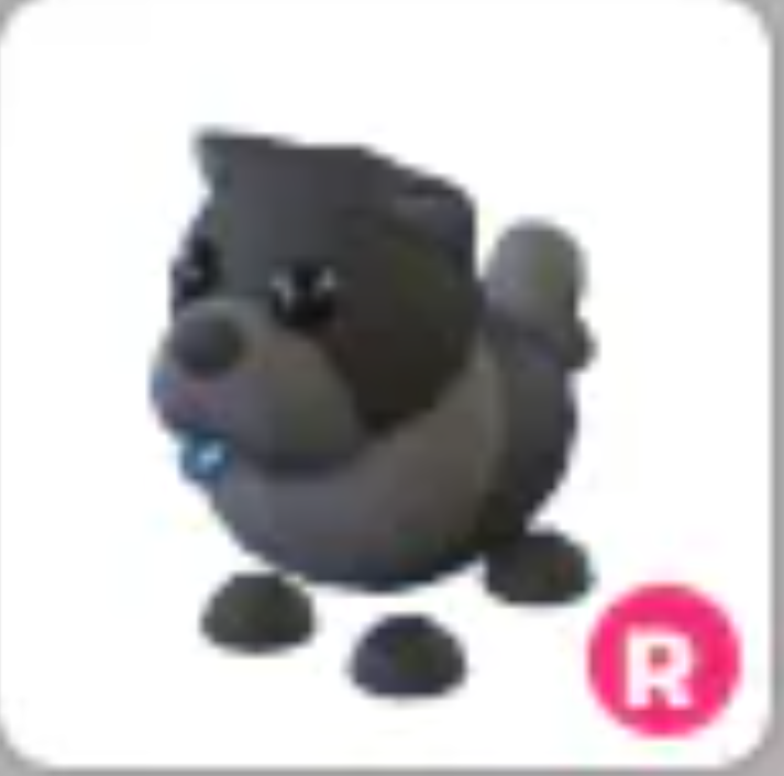Black Chow-Chow | R | Fast Delivery