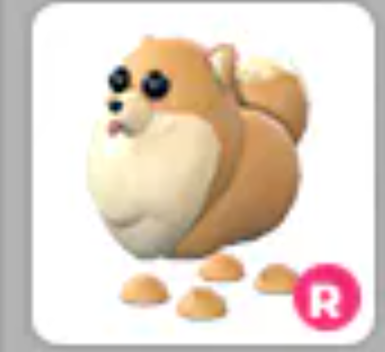 💗 Pomeranian | R | Fast Delivery 💗