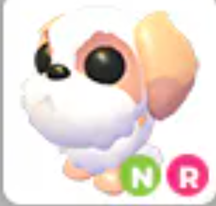 💗 Shih Tzu | NR | Fast Delivery 💗