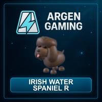 Adopt Me Irish Water Spaniel R