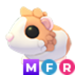 Red Dutch Guinea Pig MFR