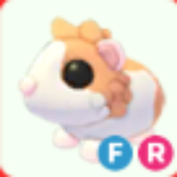 FR Red Dutch Guinea Pig - Fastest Delievery