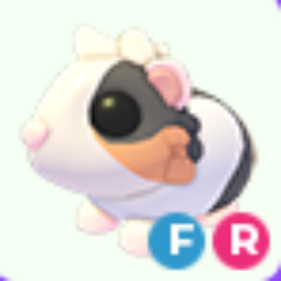 FR Tortoiseshell Guinea Pig - Fastest Delievery