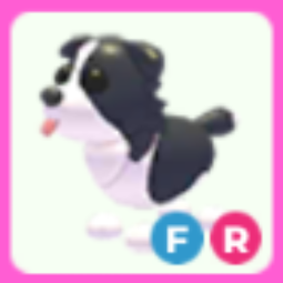FR Border Collie - Adopt Me