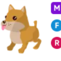 MFR Shiba Inu - Fastest Delivery