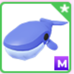 M Blue Whale - Fastest Delivery
