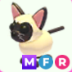 MFR Siamese Cat - Response in 1 minute