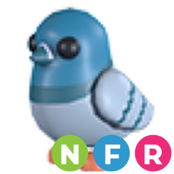 Rock Pigeon NFR