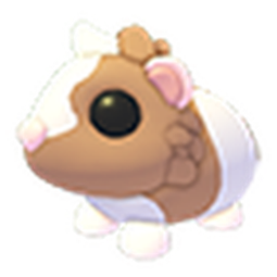 Chocolate Dutch Guinea Pig