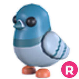 Rock Pigeon R