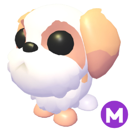 Shih Tzu M