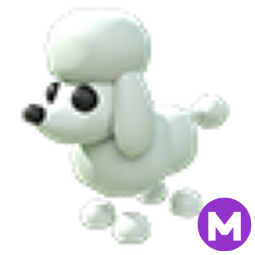 Poodle M