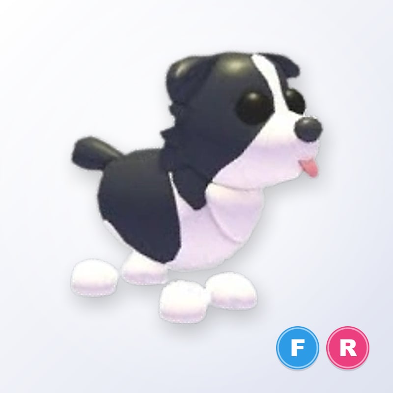 Border Collie FR | Adopt Me