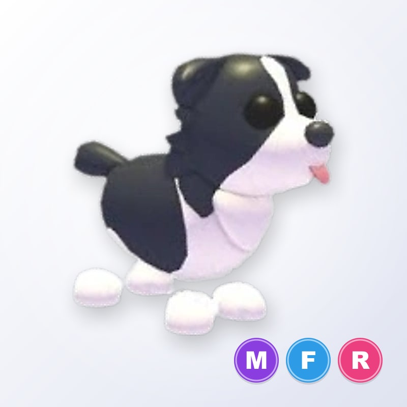 Border Collie MFR | Adopt Me