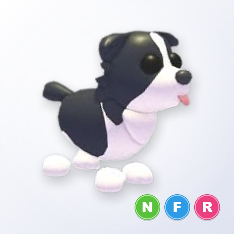 Border Collie NFR | Adopt Me
