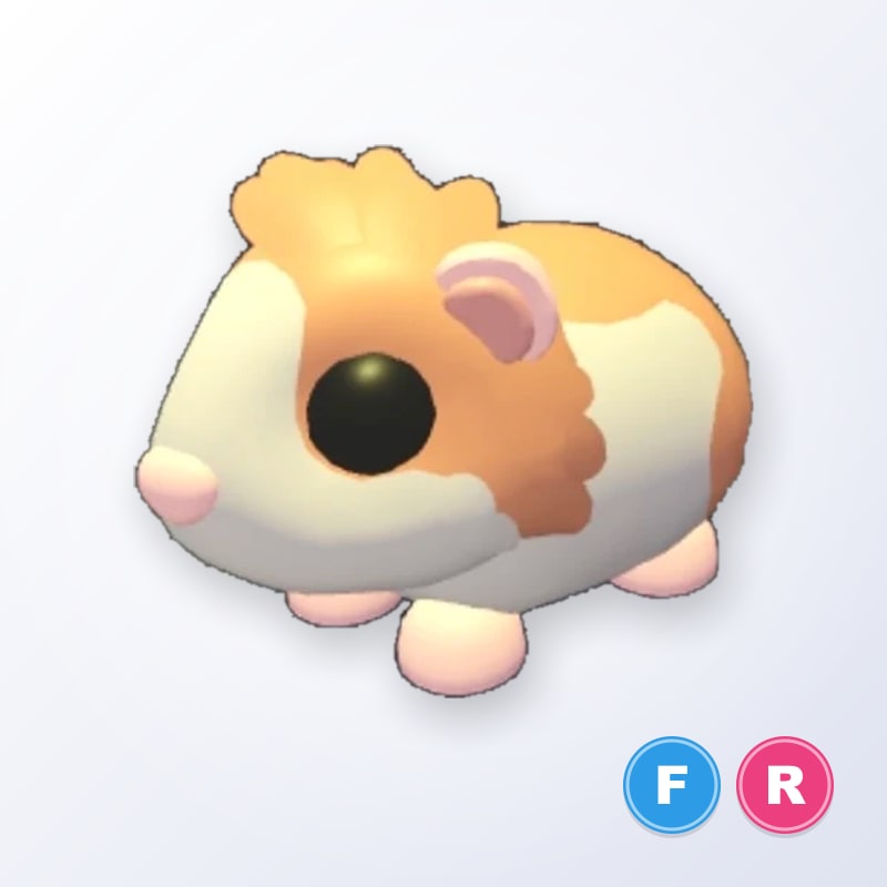 Red Dutch Guinea Pig FR | Adopt Me