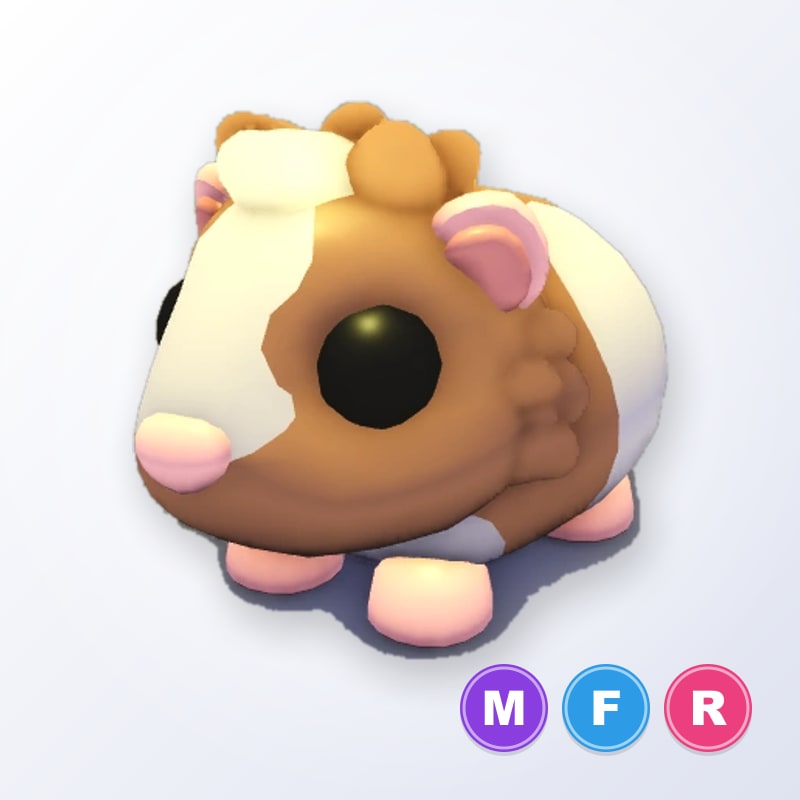 Chocolate Dutch Guinea Pig MFR | Adopt Me