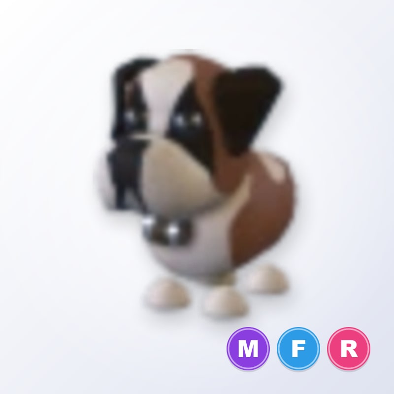 St Bernard MFR | Adopt Me