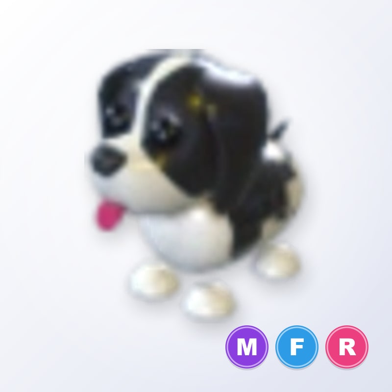 Black Springer Spaniel MFR | Adopt Me