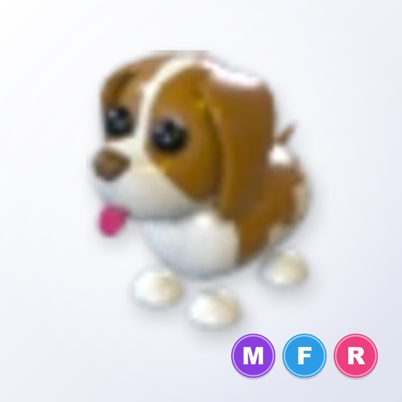 Brown Springer Spaniel MFR | Adopt Me
