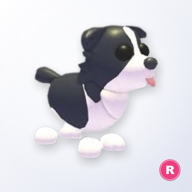 Border Collie R | Adopt Me