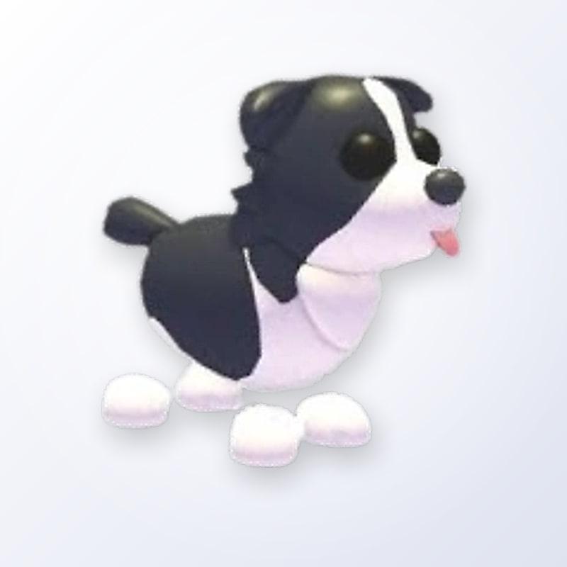 Border Collie | Adopt Me