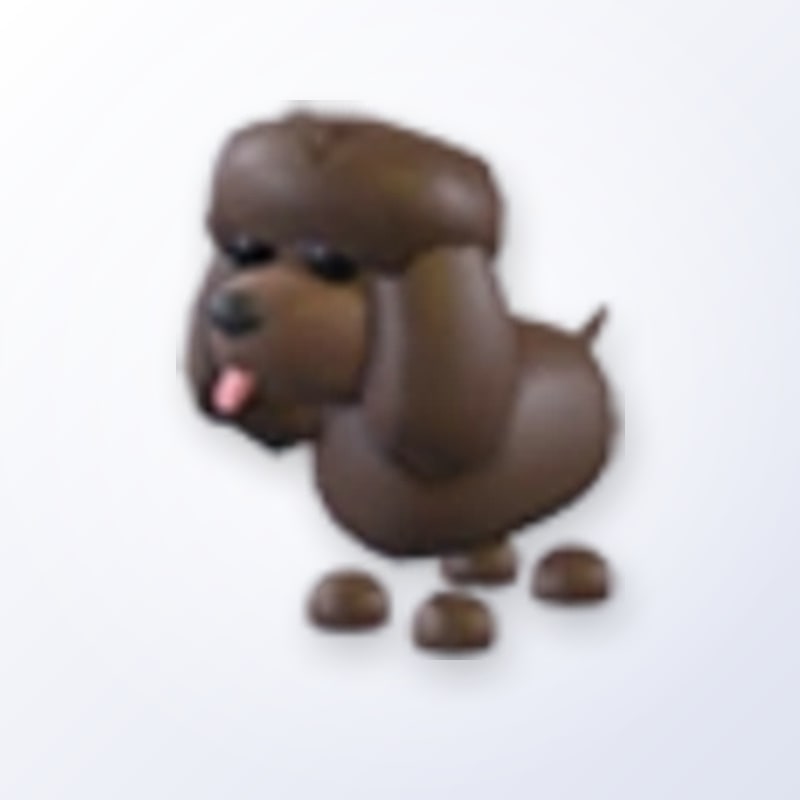 Irish Water Spaniel | Adopt Me