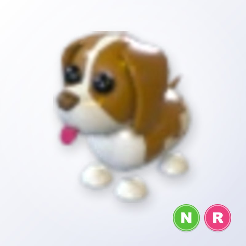 Brown Springer Spaniel NR | Adopt Me