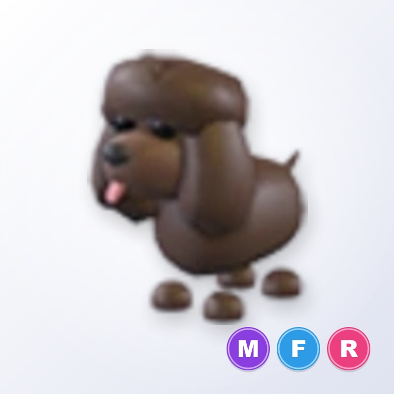 Irish Water Spaniel MFR | Adopt Me