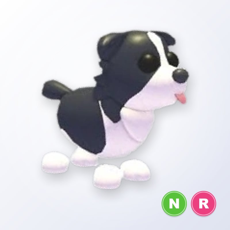 Border Collie NR | Adopt Me