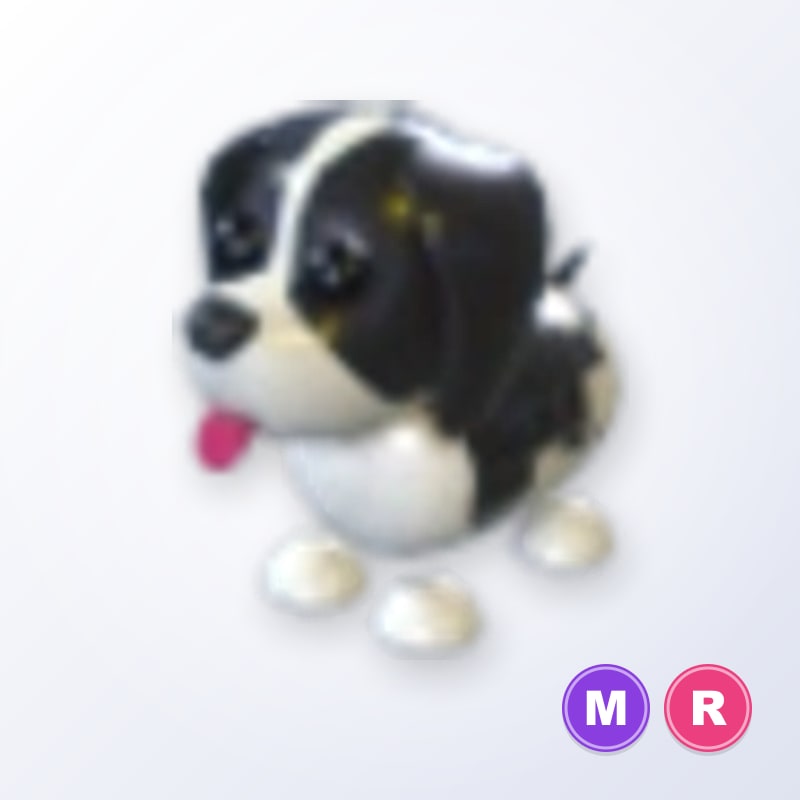 Black Springer Spaniel MR | Adopt Me