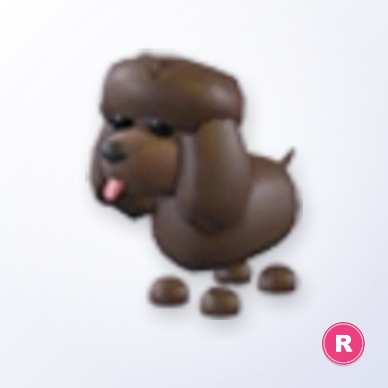 Irish Water Spaniel R | Adopt Me
