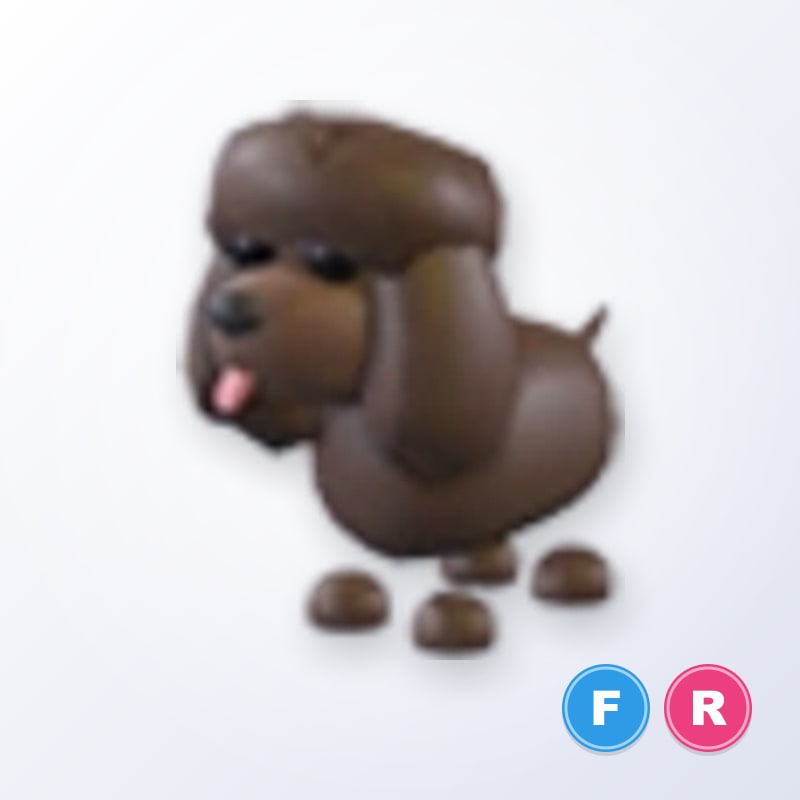Irish Water Spaniel FR | Adopt Me