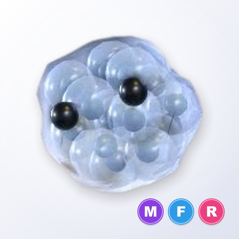 Frogspawn MFR | Adopt Me