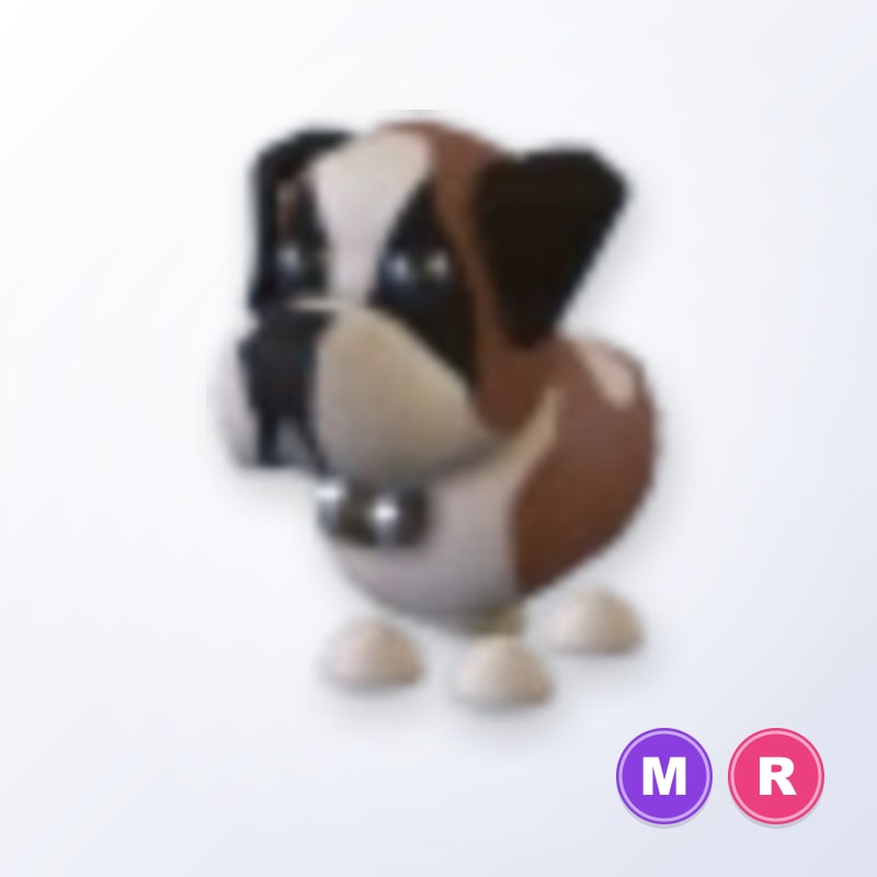 St Bernard MR | Adopt Me