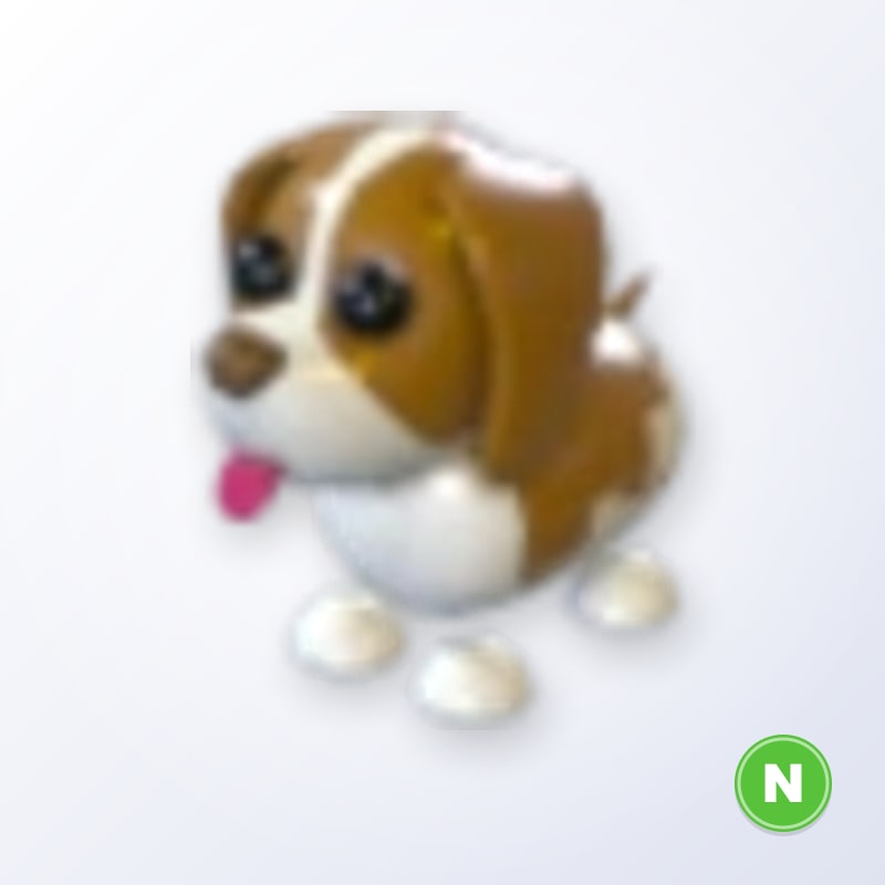 Brown Springer Spaniel N | Adopt Me