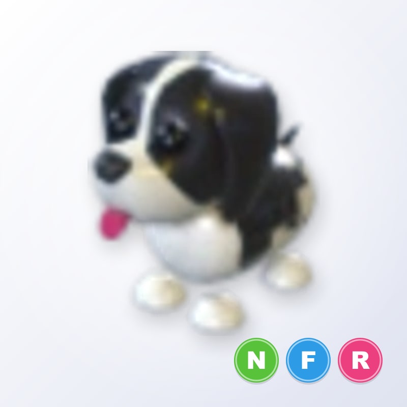 Black Springer Spaniel NFR | Adopt Me