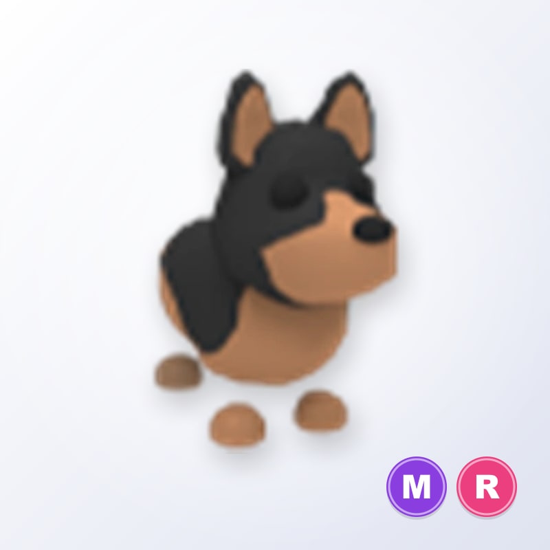 Australian Kelpie MR | Adopt Me